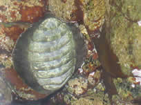 Chiton