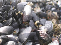 Mussels