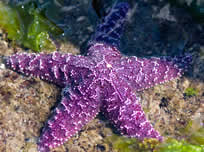 Purple Sea Star