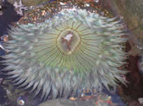 Sea Anemone