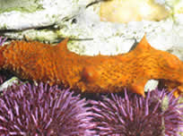 Sea Cucumber