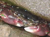 Striped Shore Crab