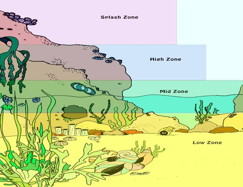 Tidal Zones